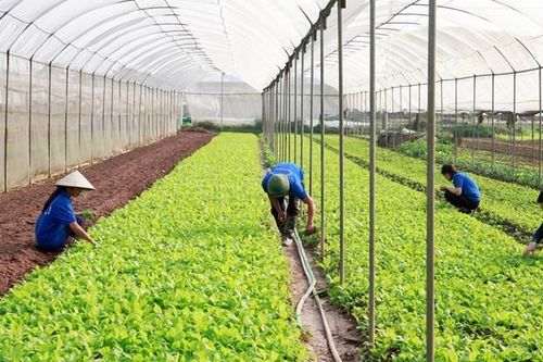 Hướng đến nền nông nghiệp bền vững