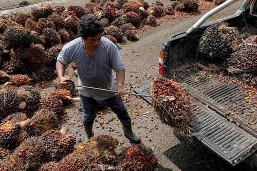 Malaysia đứng trước khủng hoảng thiếu nhân công