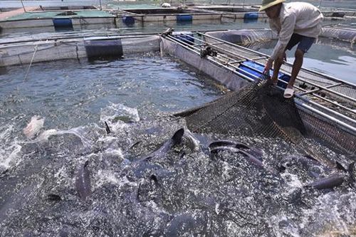 Liên kết tiêu thụ nông sản: Doanh nghiệp, nông dân cùng hưởng lợi