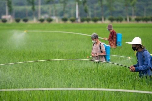 Trung Quốc ứng phó tác động từ giá lương thực thế giới tăng cao