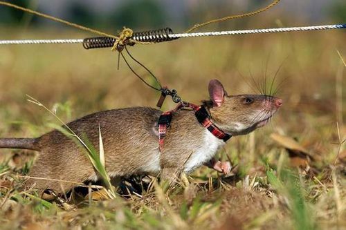 Những động vật trở thành vũ khí trong chiến tranh