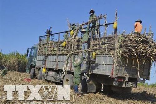Sản lượng mía của Thái Lan dự báo tăng lên 106 triệu tấn trong niên vụ 2022/2023