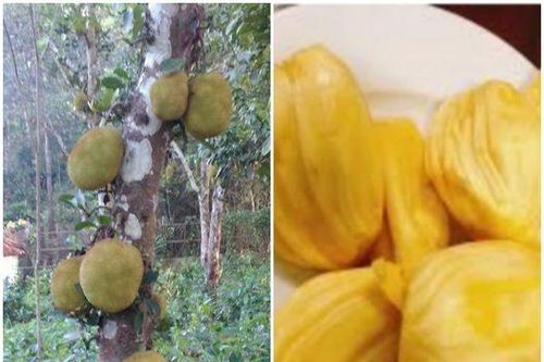 Mít ngon anh chén cả xơ