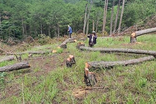 Gian nan cuộc chiến bảo vệ rừng ở Tây Nguyên