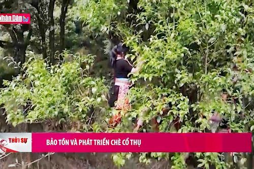 Bảo tồn và phát triển chè cổ thụ