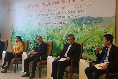 Xuất khẩu chè Lai Châu sang Trung Đông, Bắc Phi, Nam Á: Tiềm năng và thách thức