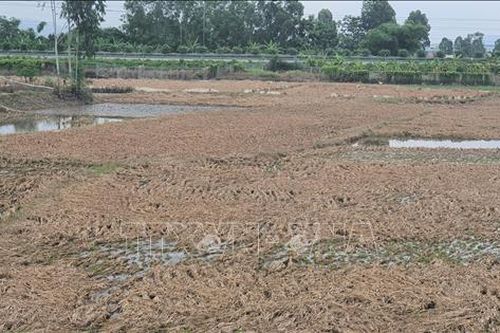 Hàng trăm ha lúa chuẩn bị gặt bị mất trắng do ngập nước lâu ngày