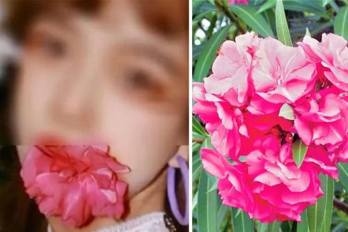 Cảnh báo nguy cơ ngộ độc khi chụp ảnh tự sướng với hoa trúc đào