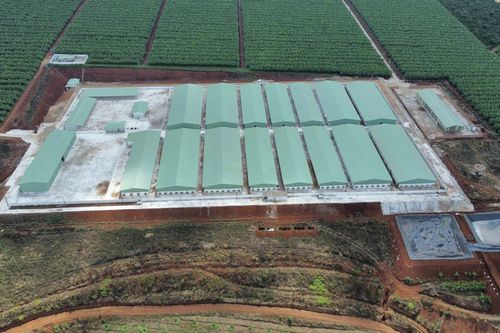 Trang trại nuôi heo rộng 25.000m2 xây trái phép trên đất nông nghiệp
