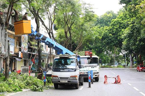 Giữ cây xanh an toàn mùa mưa bão
