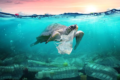 Nếu bạn ăn cá, nhiều khả năng bạn đang nuốt hạt vi nhựa vào bụng