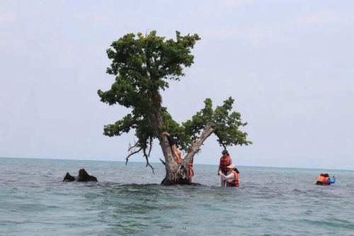 Mạng xã hội đang 'khai tử' cây cô đơn nổi tiếng ở Thái Lan
