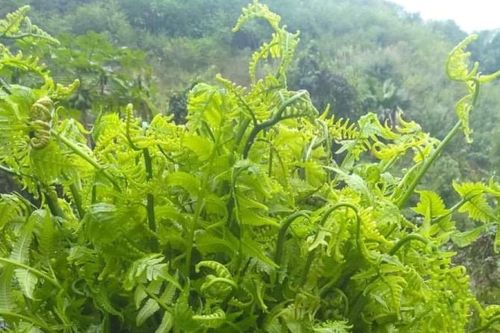 Đặc sản món rau từ rừng - Ăn là nhớ