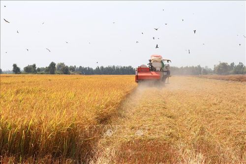 Đồng Tháp: Trồng lúa cho năng suất cao nhưng lợi nhuận giảm