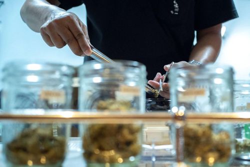 Thái Lan điều chỉnh luật sau 1 tuần hợp pháp hóa tiêu thụ cần sa