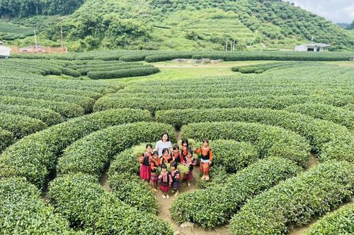 Khám phá đồi chè trái tim Đài Loan xanh ngắt ở Mộc Châu