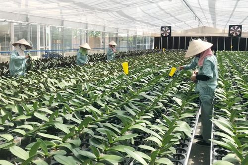 Phát triển nông nghiệp xứng tầm Thủ đô