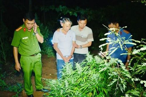 Đắk Lắk: Tạm giam đối tượng trồng cần sa bán giá 3 triệu đồng/kg