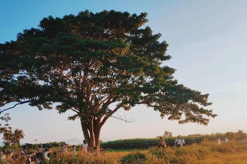 Check-in văn minh ở 3 'cây cô đơn'