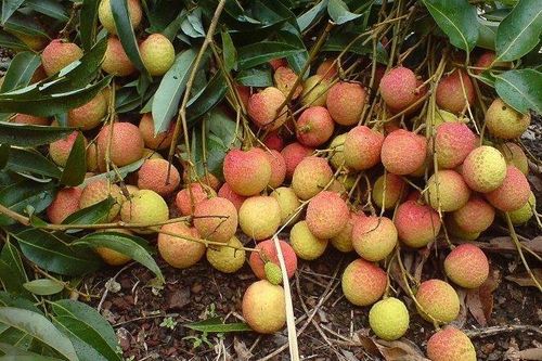 Vải trứng Hưng Yên được mùa, được giá