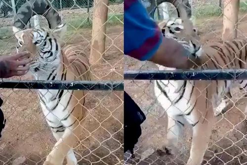 Nhân viên vườn thú bị hổ cắn khi đưa tay qua hàng rào, sau cùng nhận kết cục thảm thương
