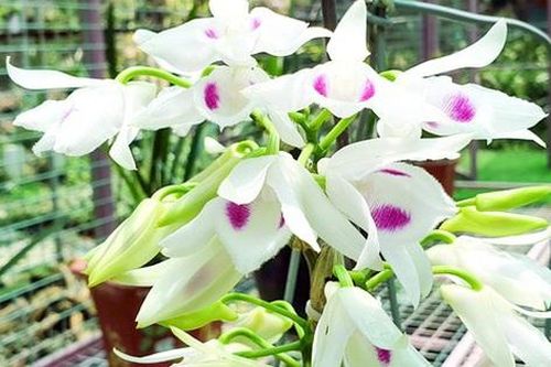 Lừa bán lan đột biến, nữ 9X lĩnh 7 năm tù