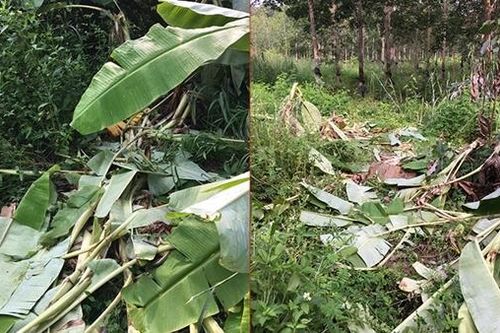 Đàn voi rừng 6 con xuất hiện ở đường tuần tra biên giới