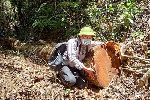 Truy vết 'lâm tặc'