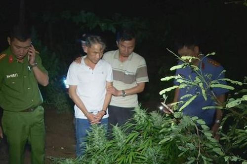 Bị bắt vì nhận giống hạt cần sa từ người lạ mang về trồng