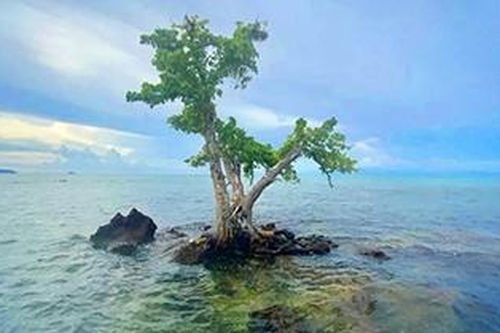Cây cô đơn 'suýt chết' vì quá nổi tiếng, Thái Lan tìm cách hạn chế du khách