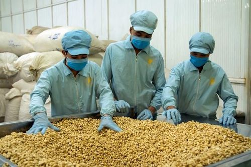 100 container hạt điều được trả lại quyền sở hữu chodoanh nghiệp Việt Nam