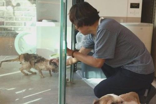 Những 'bà mẹ mèo' gây ác cảm ở Hàn Quốc