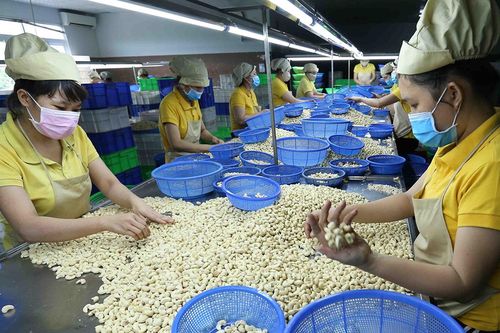 Vụ 100 container xuất khẩu hạt điều sang Italia: Toàn bộ đã được trả lại quyền sở hữu cho doanh nghiệp Việt Nam