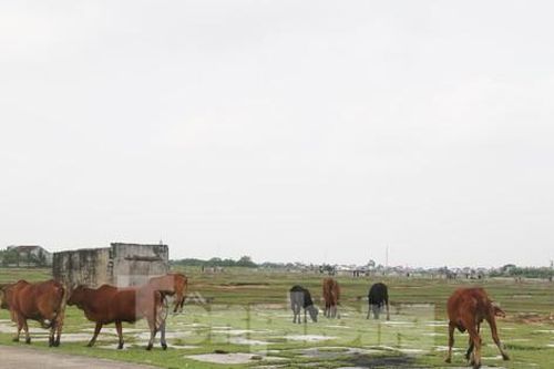 Bò 'đi dạo' trên những cánh đồng muối bỏ hoang ở Nghệ An