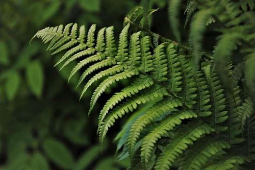 Brazil phát hiện khu rừng hóa thạch 290 triệu năm tuổi