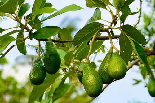 Mùa trái cây ở núi Dài