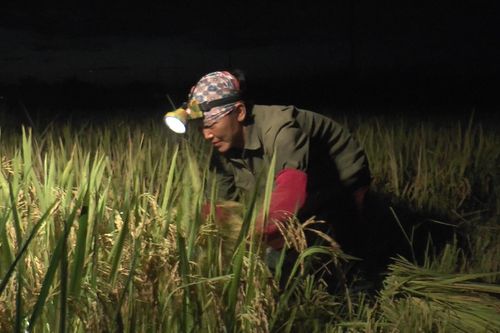 Tránh nắng nóng 38 độ C, nông dân gặt lúa từ 3h