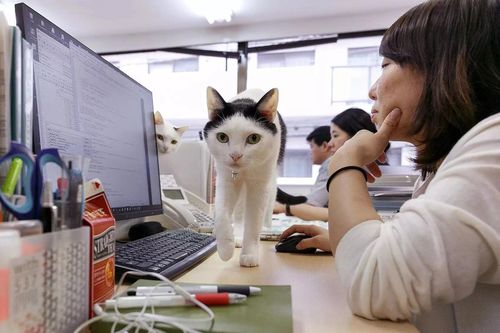 Những 'chú mèo công sở' thất nghiệp tại Trung Quốc
