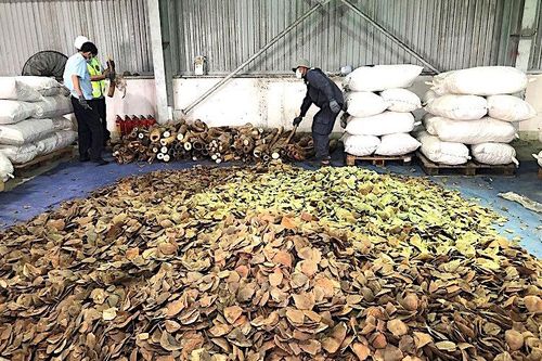 Khởi tố, bắt tạm giam bị can vụ buôn lậu ngà voi, vảy tê tê trị giá 300 tỷ đồng