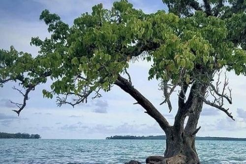 'Cây cô đơn' nổi tiếng nhất Thái Lan có thể chết do có quá nhiều du khách tới chụp ảnh