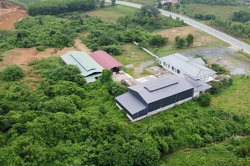 Hàng loạt dự án 'bảo tồn gen và lai tạo' bò Mông tại Bắc Kạn: Có mục đích thực sự nào ẩn khuất phía sau?