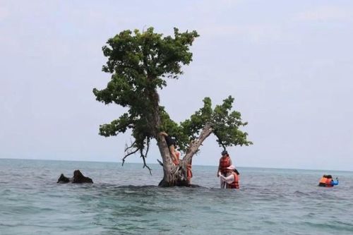 Mạng xã hội đang giết chết 'cây cô đơn' lừng danh của Thái Lan