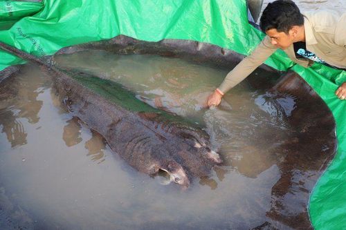Bắt được con cá nước ngọt lớn nhất thế giới ở sông Mekong