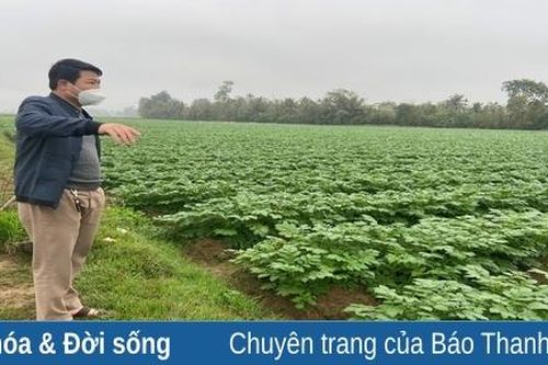 Bí thư đoàn biến đất khó thành 'ruộng mật'