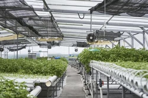 Nhập khẩu hơn 90% lương thực, Singapore đang ứng phó thế nào với lạm phát?