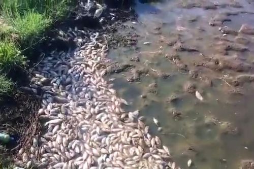 Quảng Ngãi: Cá chết hàng loạt chưa rõ nguyên nhân
