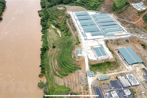 Yên Bái kiểm tra trang trại lợn gây ô nhiễm sau phản ánh của TTXVN