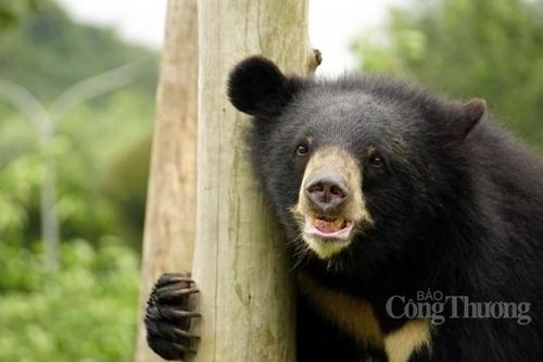 Cơ sở bảo tồn gấu Ninh Bình: Đưa gấu về môi trường bán hoang dã