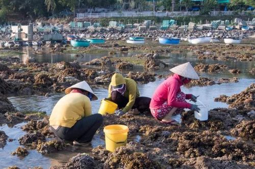 Không để san hô Phú Yên giống Nha Trang