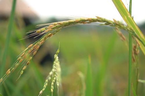 Lúa ma xâm chiếm ruộng đồng, nhiều thửa ruộng ở Hà Nam bị bỏ hoang
